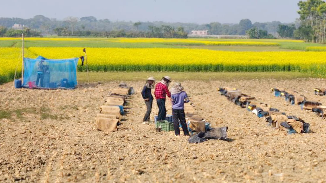 হলুদ মাঠে মধুর খোঁজে চাষিরা